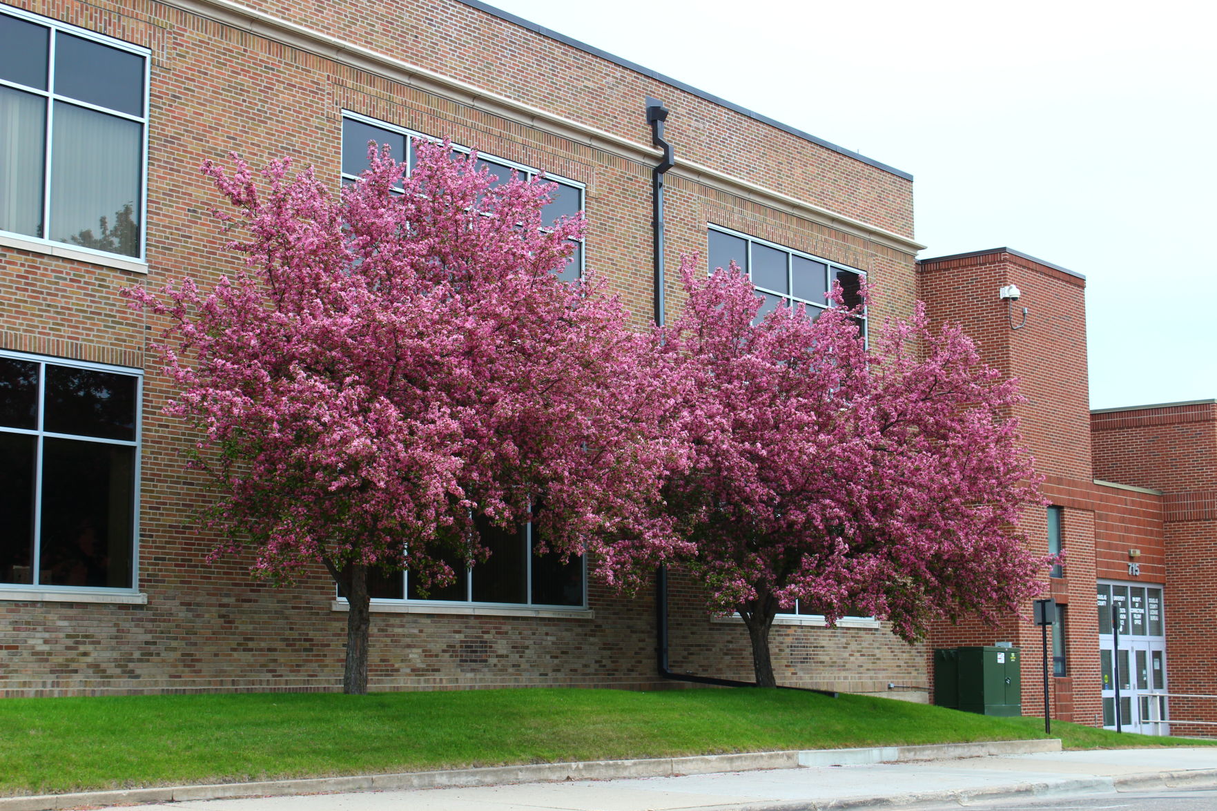 Apple Blossoms of Alexandria
